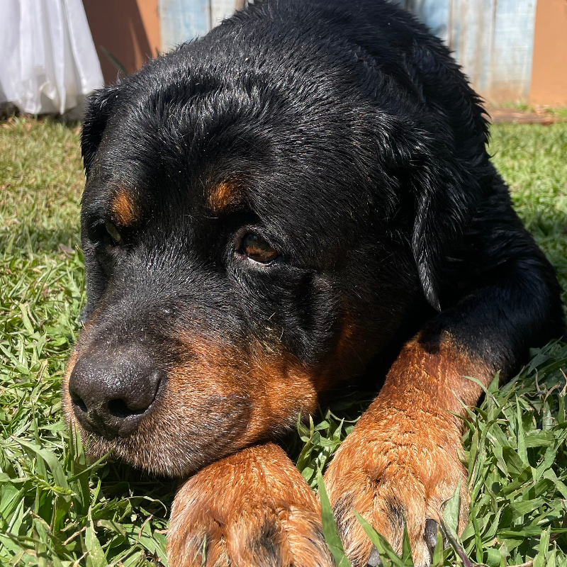 Foto de Rocco